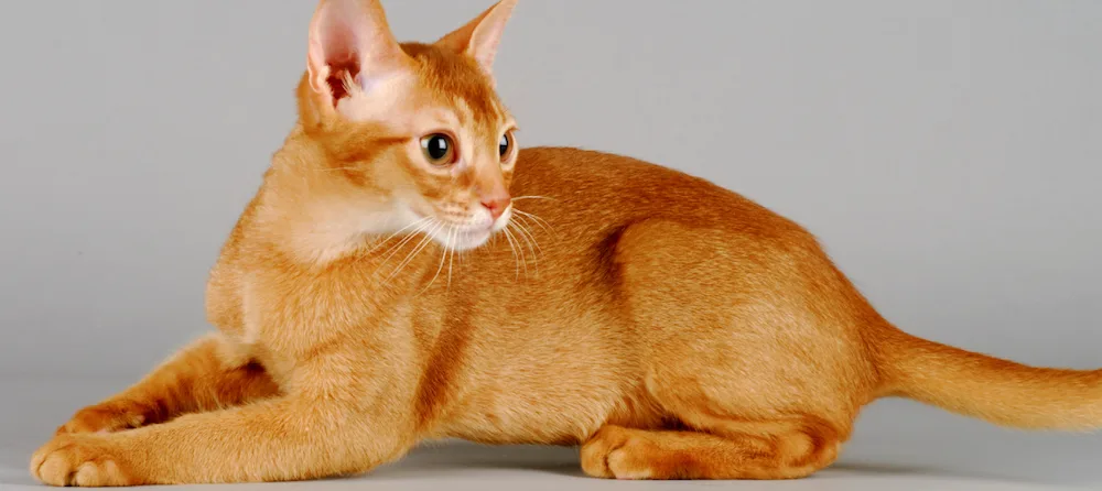 Abyssinian photo 2