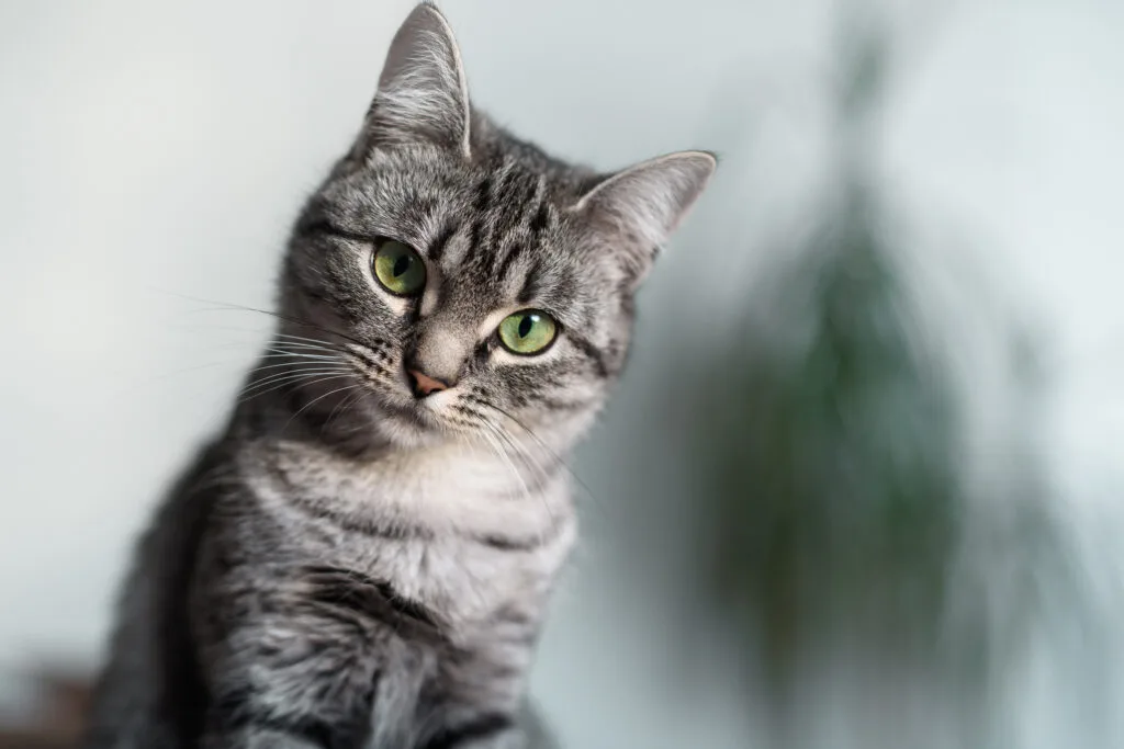 American Shorthair