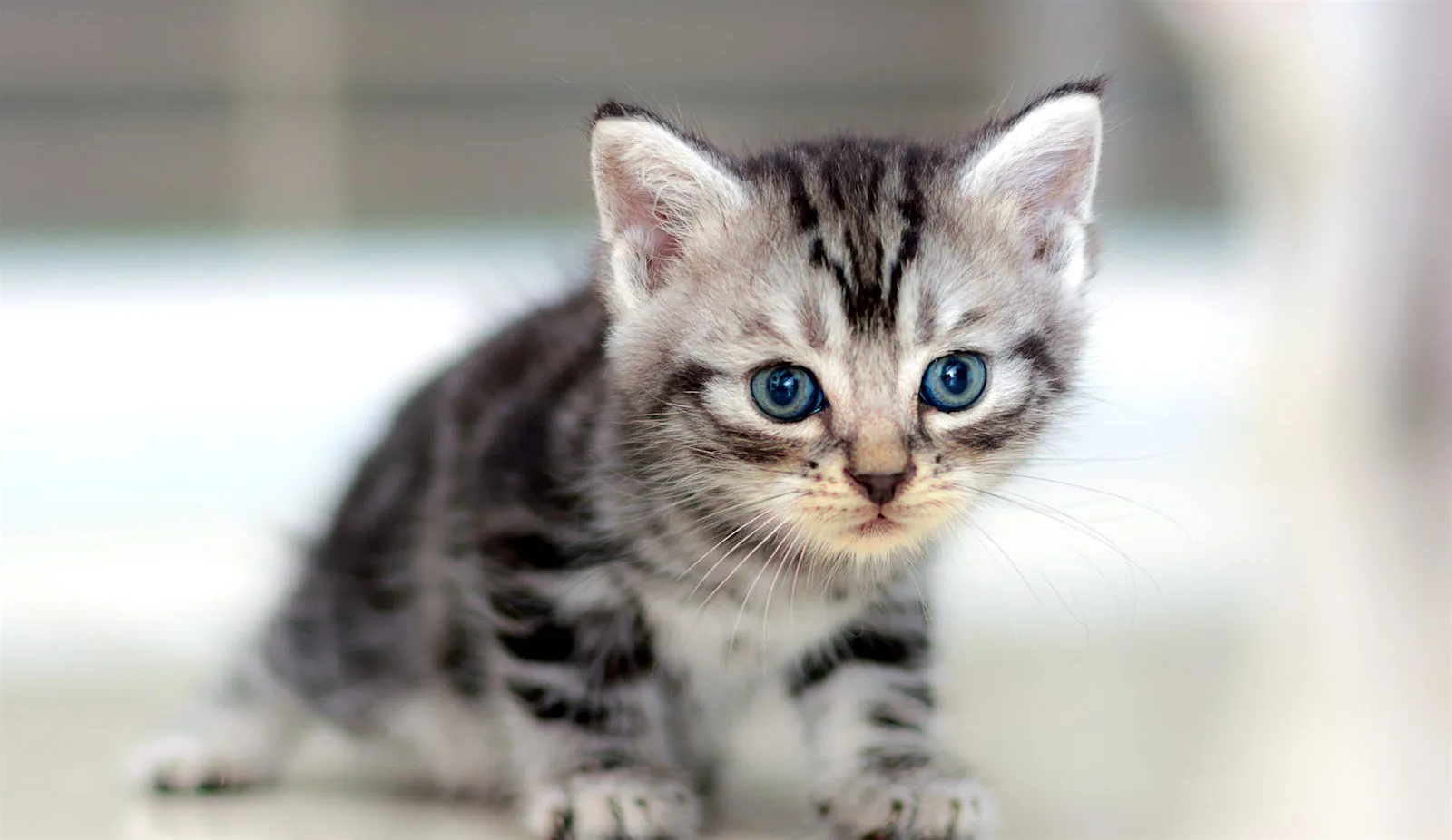 American Shorthair photo 2