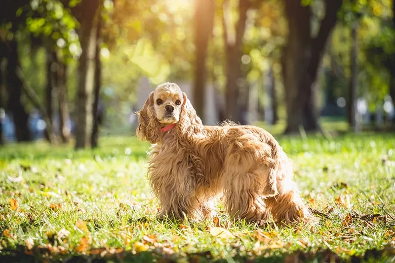 American Cocker Spaniel