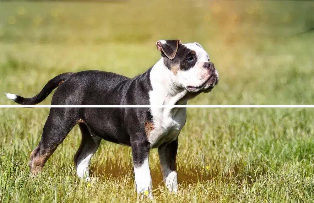 Alapaha Blue Blood Bulldog photo 2