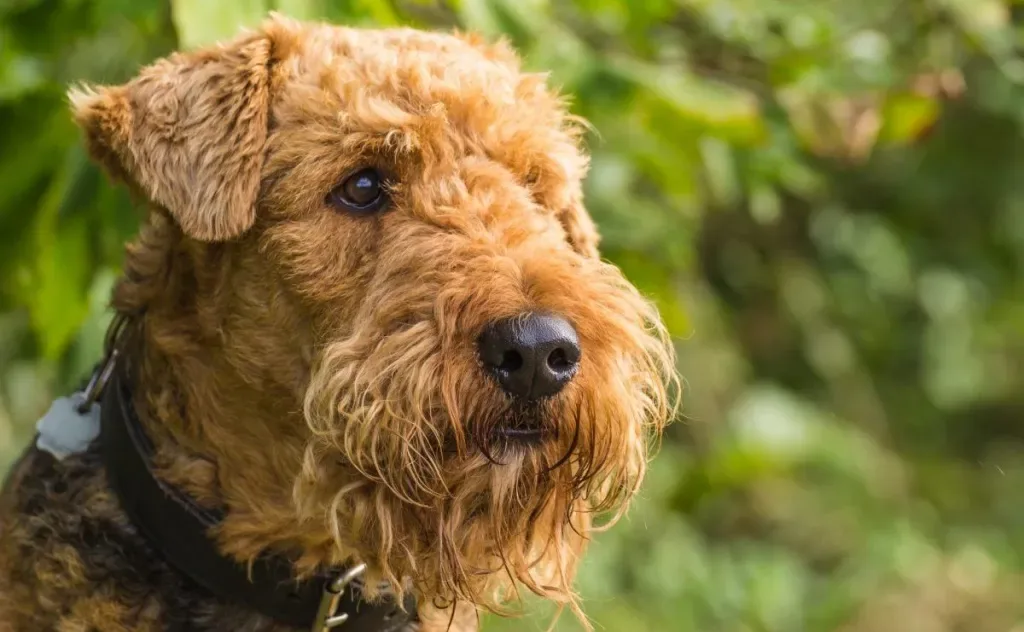 Airedale Terrier Dog Breed photo 2