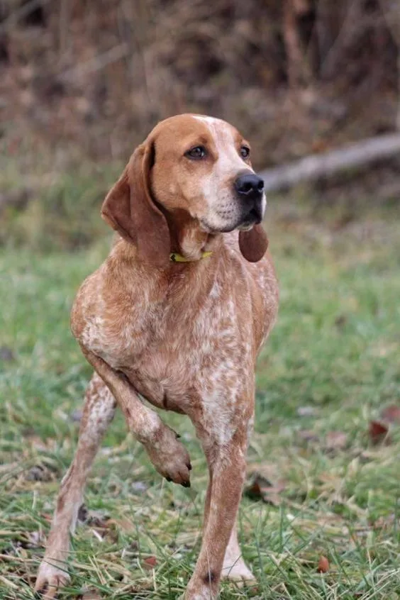 American English Coonhound photo 3