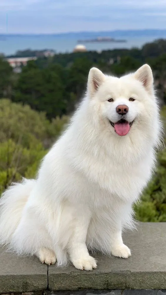 American Eskimo