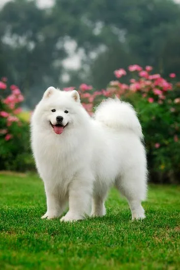 The American Eskimo photo 2