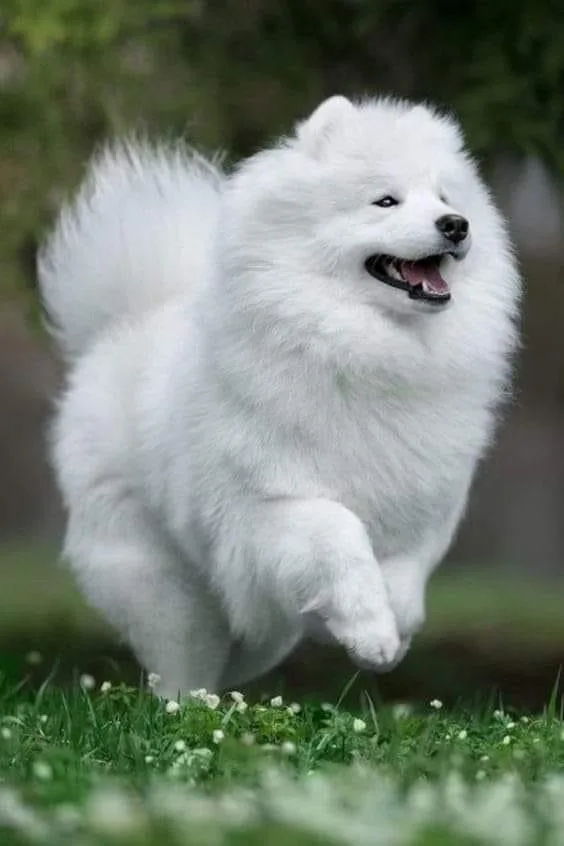 The American Eskimo photo 3