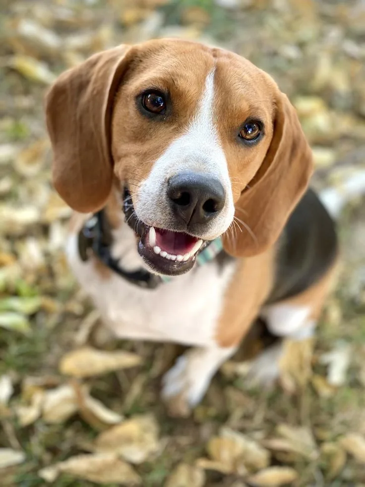 American Foxhound
