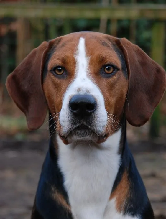American Foxhound photo 3
