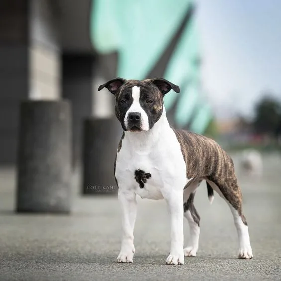 American Staffordshire Terrier photo 2