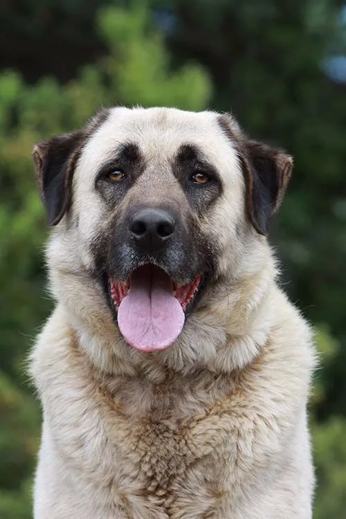 Anatolian Shepherd Dog