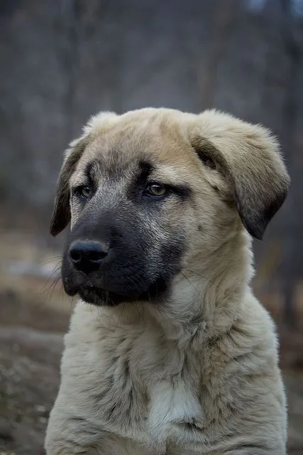 Anatolian Shepherd Dog photo 2