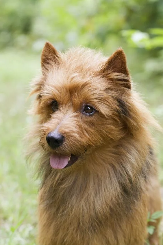 Australian Terrier