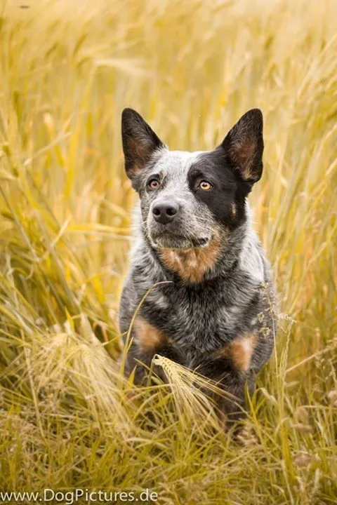 Australian Cattle Dog