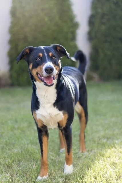 Appenziller Sennenhund