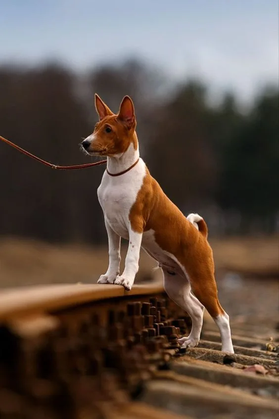 Basenji Dog