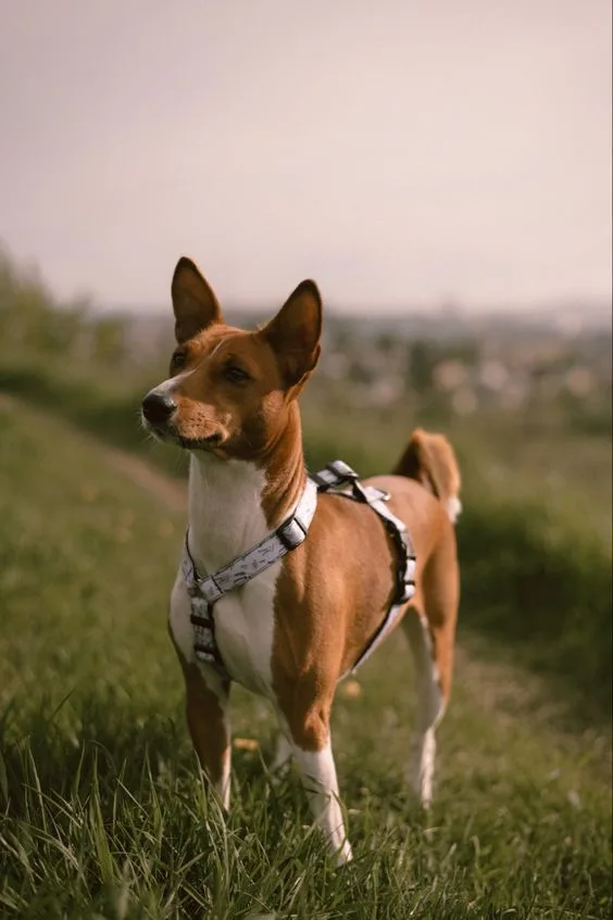 Basenji Dog photo 2