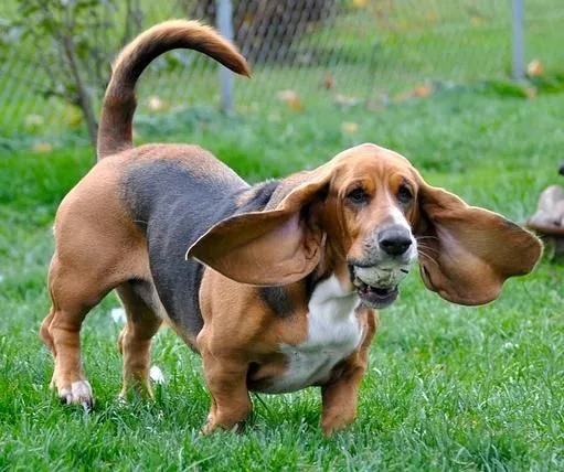 Basset Hound