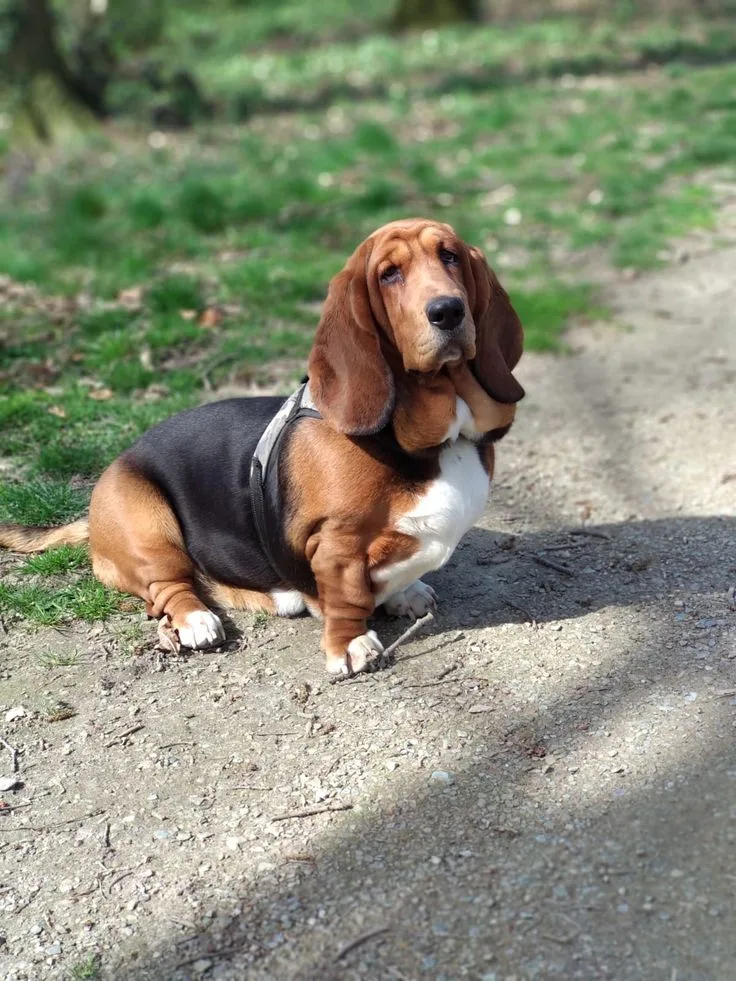 Basset Hound photo 2