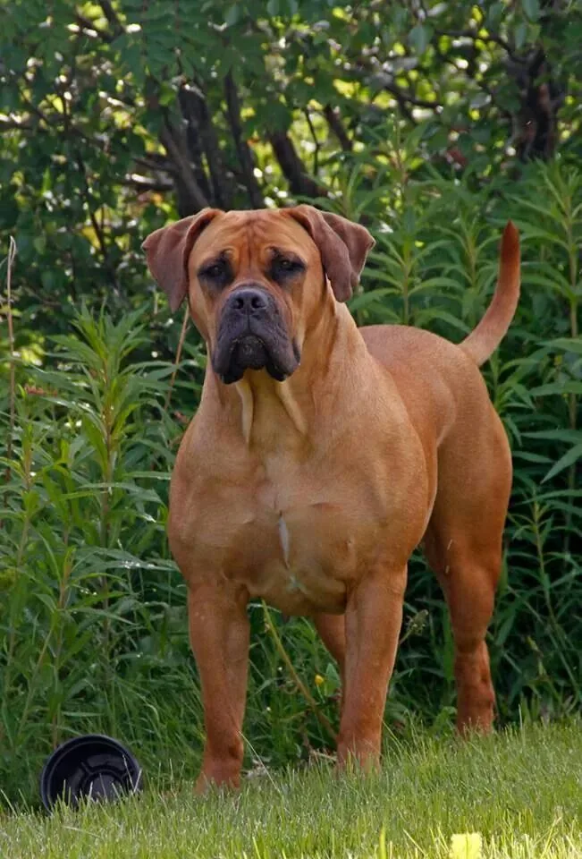 Boerboel Dog