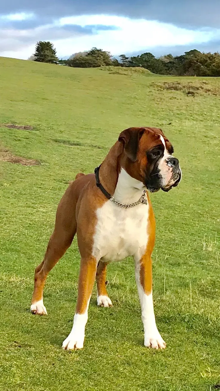 Boxer Dog