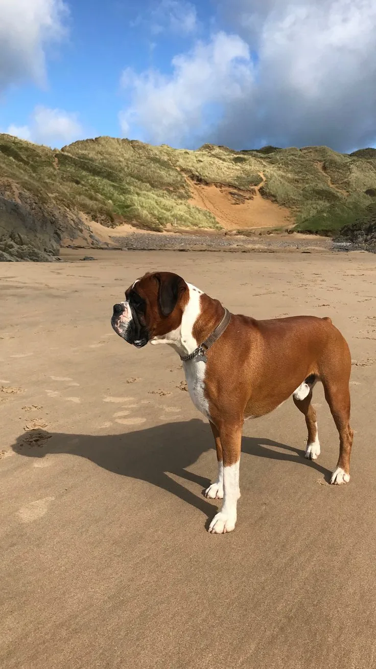 Boxer Dog photo 2