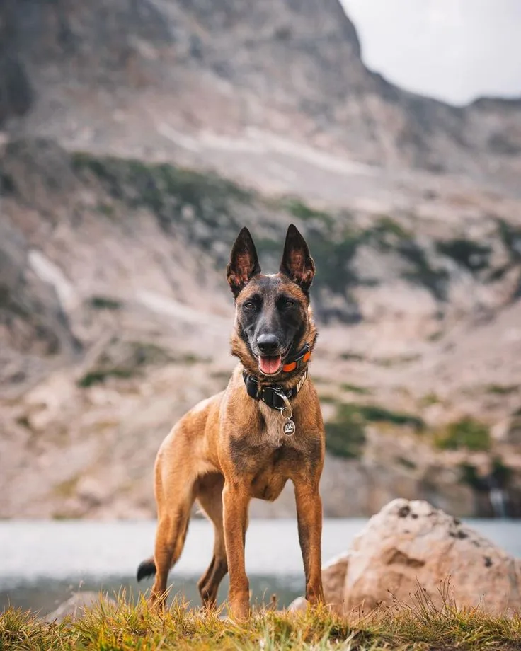 Belgian Malinois