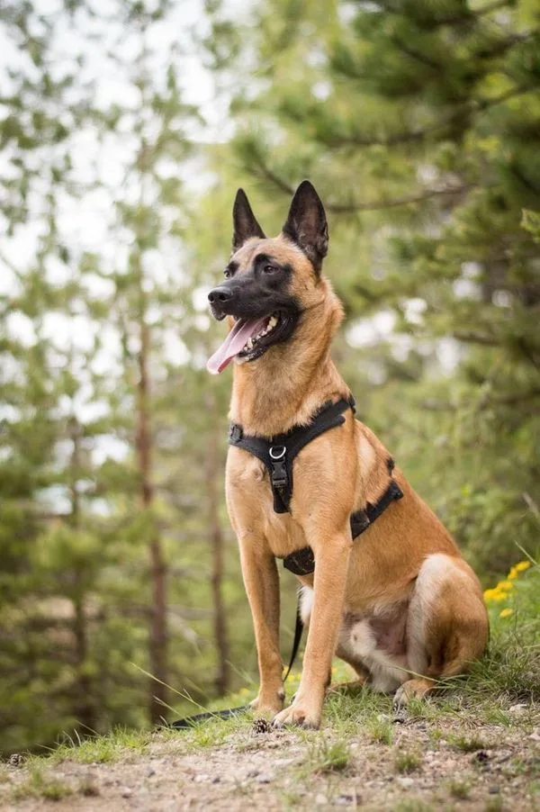 Belgian Malinois photo 2