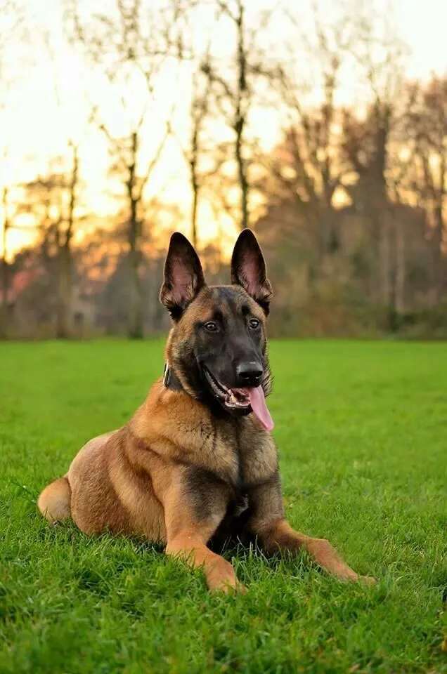 Belgian Malinois photo 3