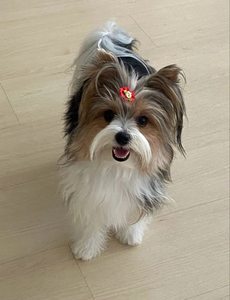 Biewer Terrier