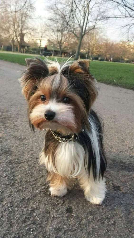 Biewer Terrier photo 2