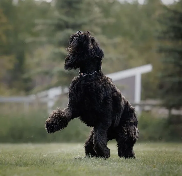 Black Russian Terrier photo 2