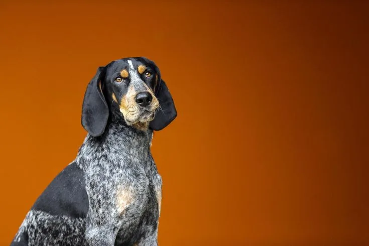 Bluetick Coonhound