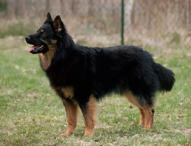Bohemian Shepherd