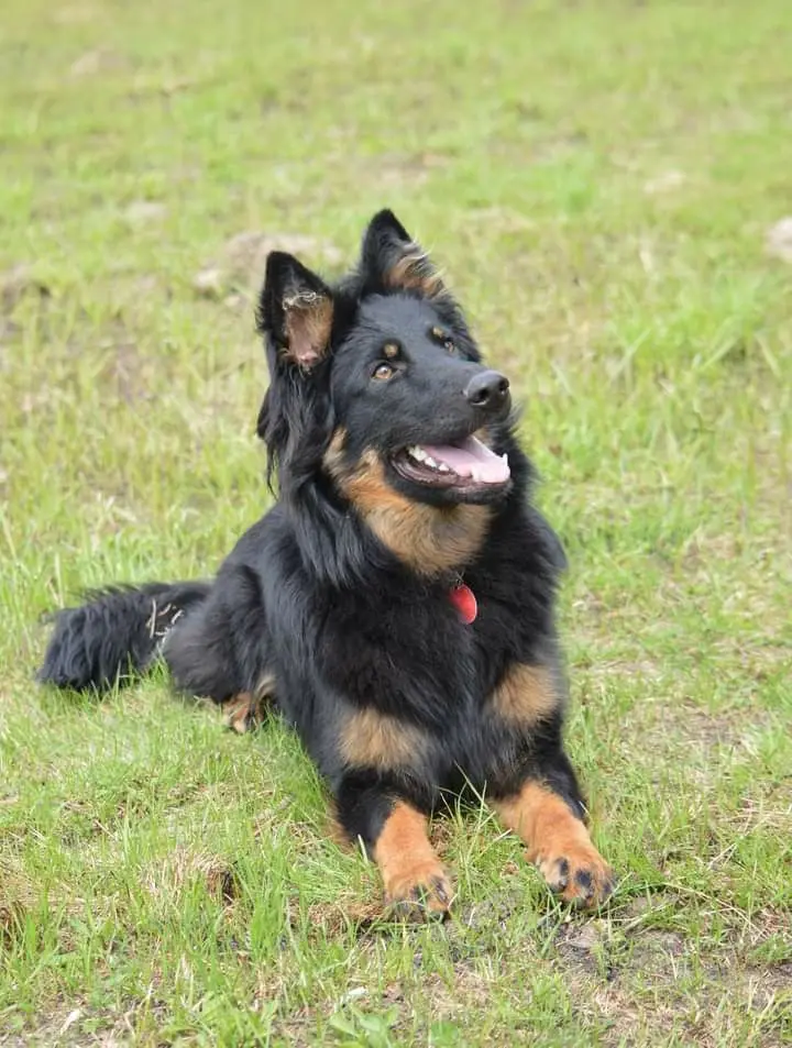 Bohemian Shepherd photo 2