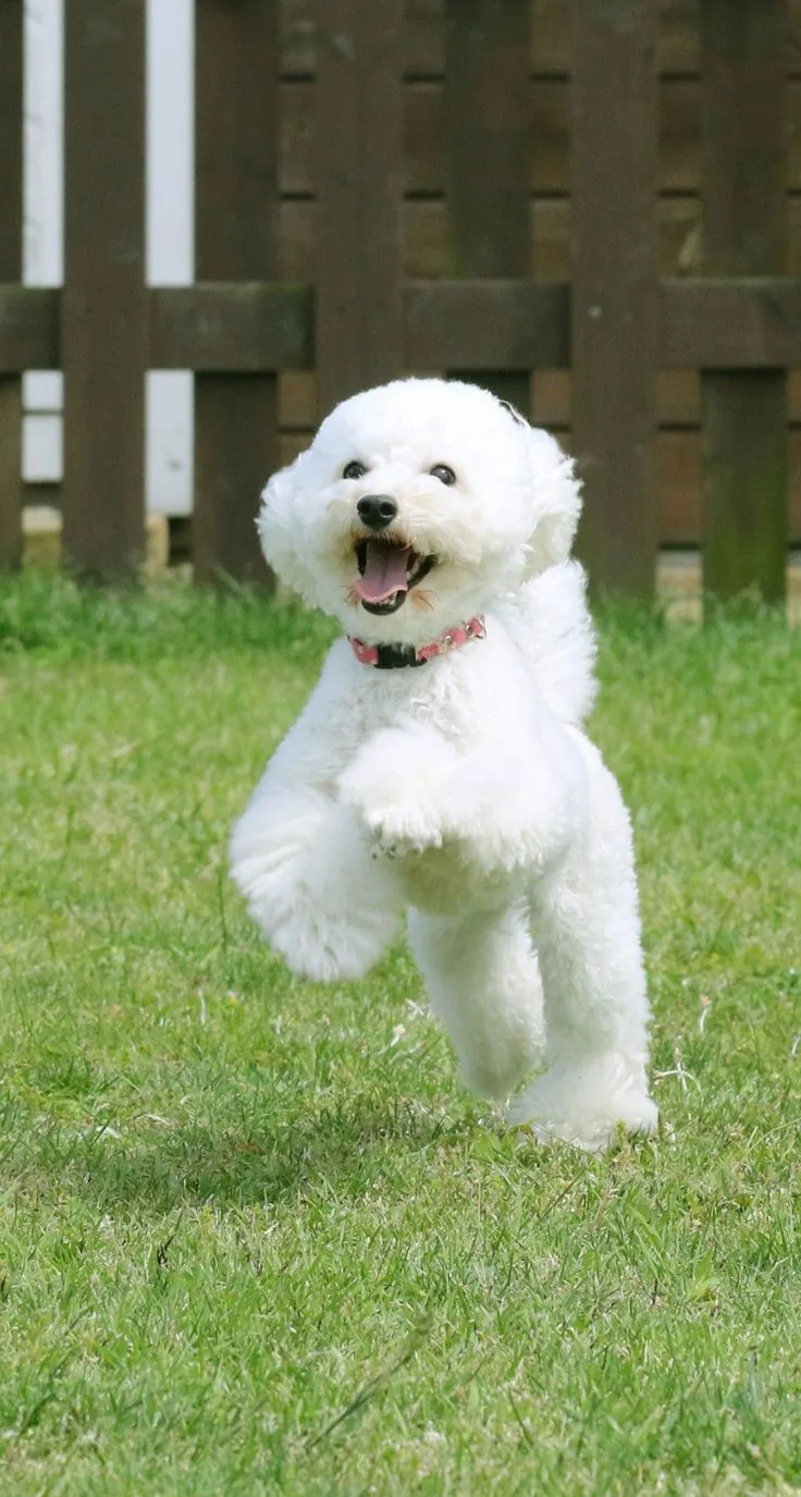 Bolognese Dog photo 3