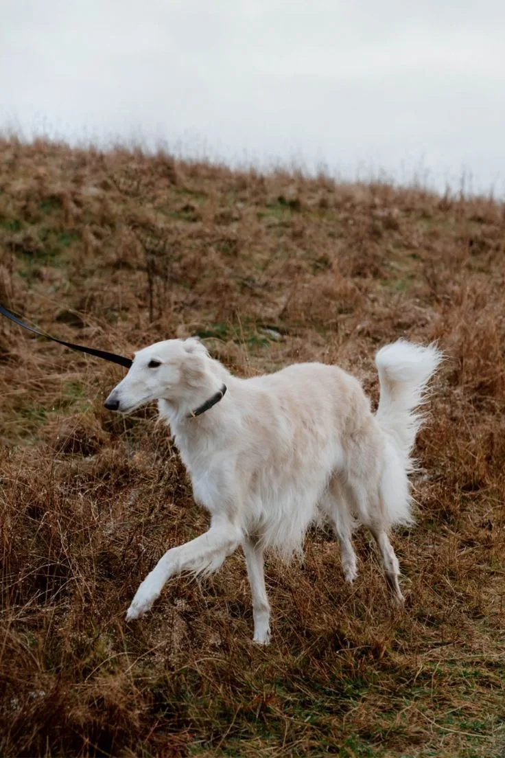 Borzoi Dog
