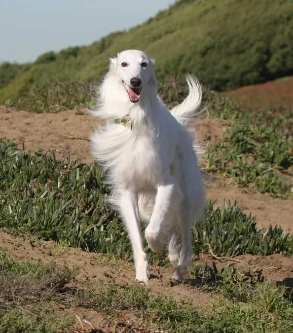 Borzoi Dog photo 2