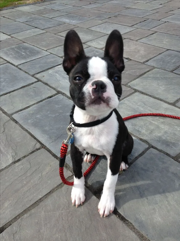 Boston Terrier photo 2