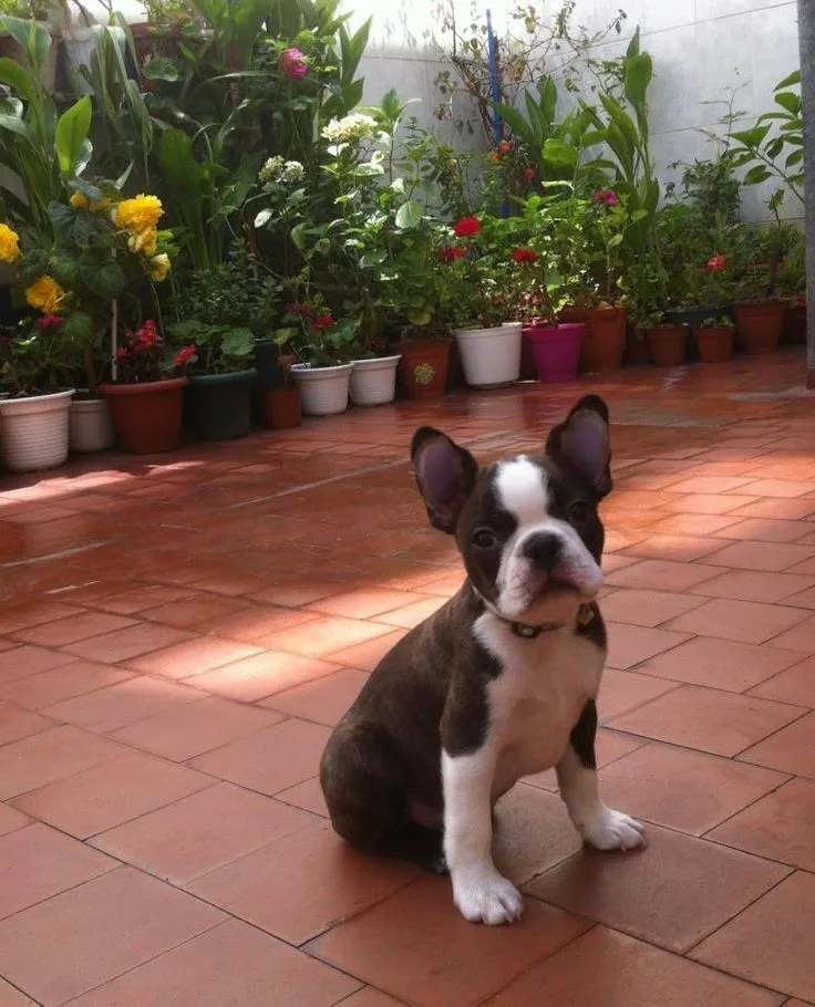 Boston Terrier photo 3