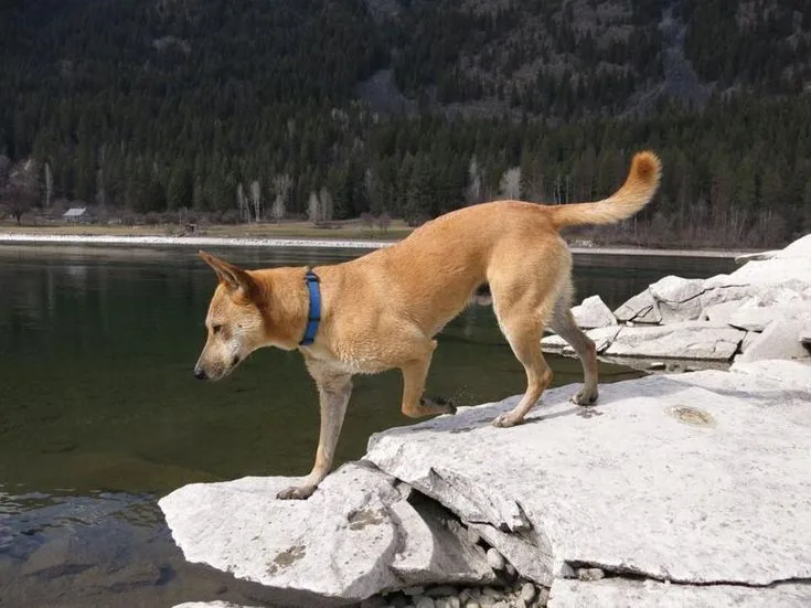 Carolina Dog photo 2