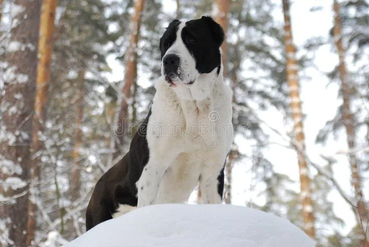 Central Asian Shepherd Dog