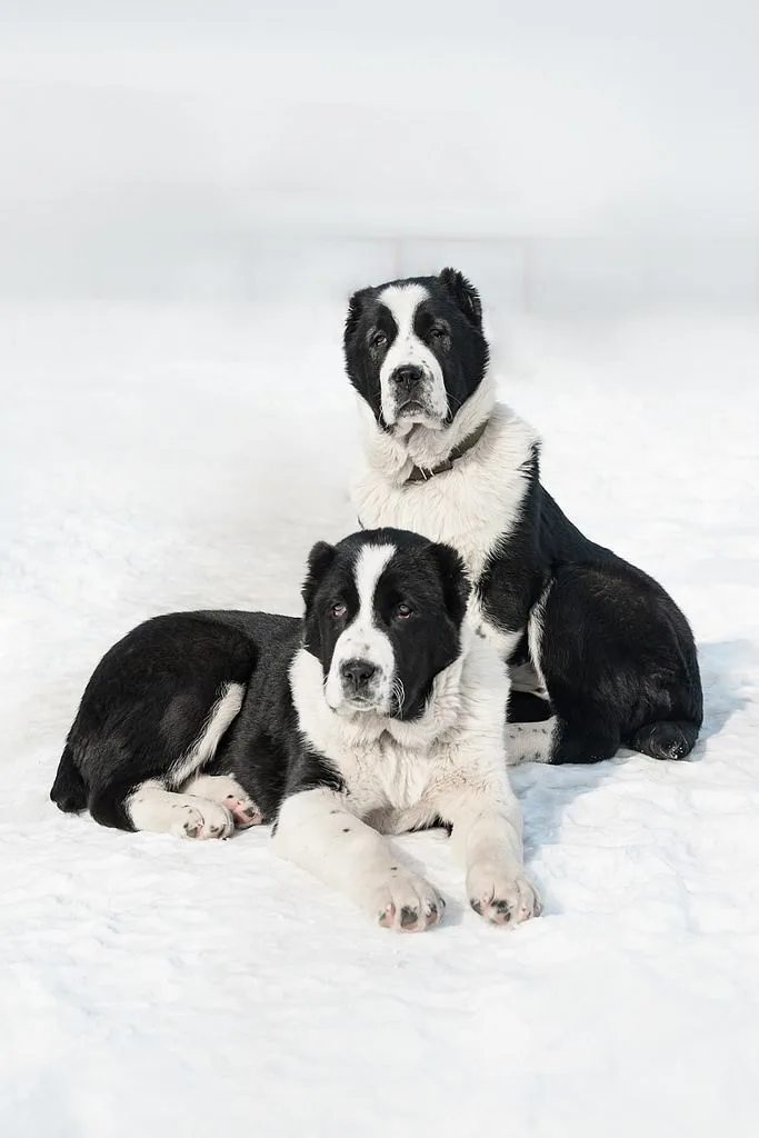 Central Asian Shepherd Dog photo 2
