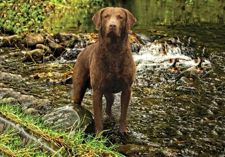 Chesapeake Bay Retriever