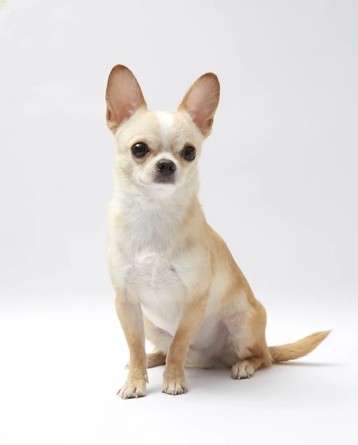 Chihuahua