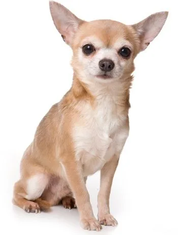 Chihuahua photo 2