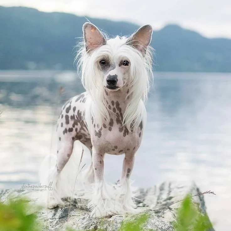 Chinese Crested
