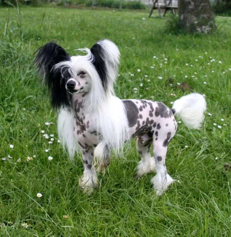 Chinese Crested photo 2