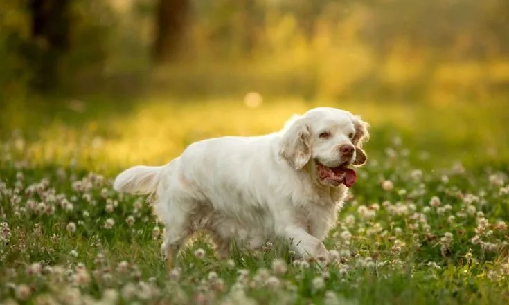 Clumber Spaniel photo 2