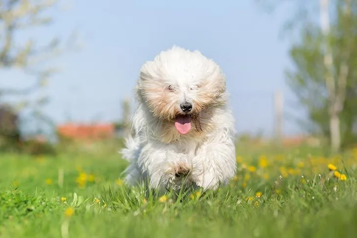 Coton De Tulear photo 2
