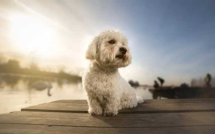 Coton De Tulear photo 3